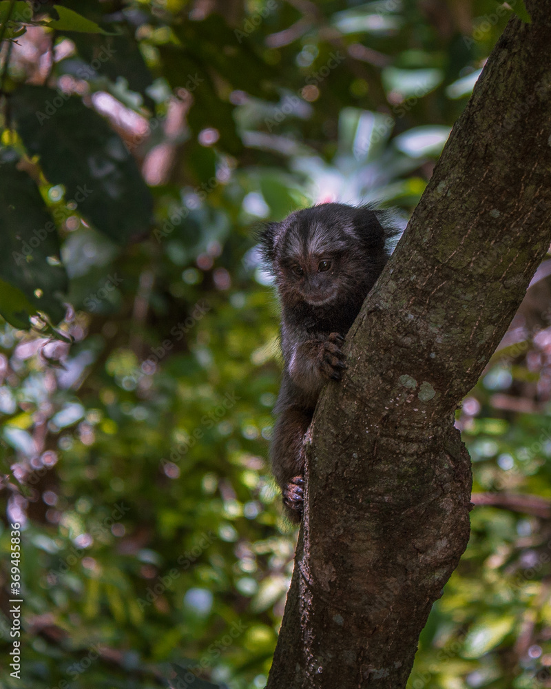 Fototapeta premium curious monkey