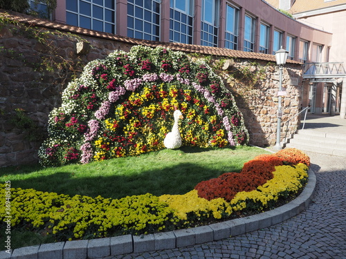 Obraz na płótnie Kreisstadt Lahr im Schwarzwald - Chrysanthema w salonie