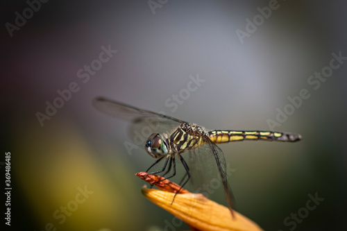 macro of Dragonfly © AGrandemange