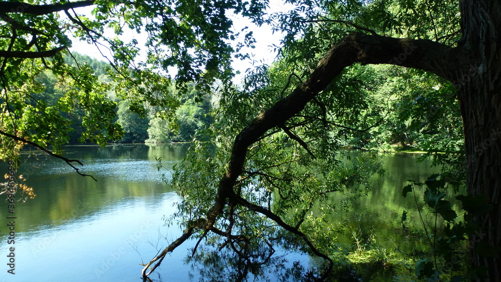 Ast hängt im Wasser