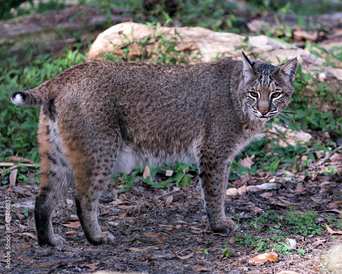 Bobcat Photos. Portrait. Picture. close-up profile view with a blur background of foliage and rocks in its environment and habitat displaying brown fur, paw, tail, ears, nose, eyes and looking  at cam