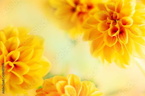 Leinwand Poster Autumn floral composition made of fresh yellow dahlia on light pastel background