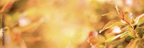 Beautiful blurred natural background with autumn leaves in sunlights. Concept...
