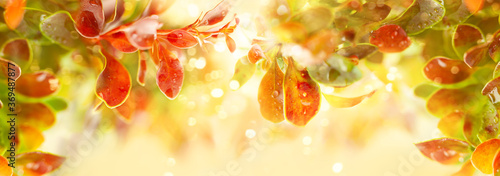 Beautiful natural background with autumn leaves in sunlights. Concept of fall...