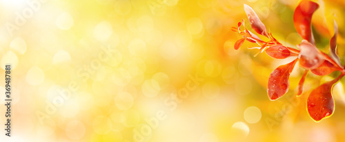 Beautiful natural background with autumn leaves in sunlights. Concept of fall...