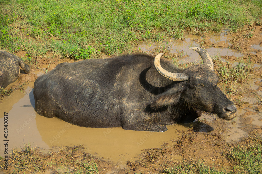 Obraz premium スイギュウが泥に浸かってリラックスしている