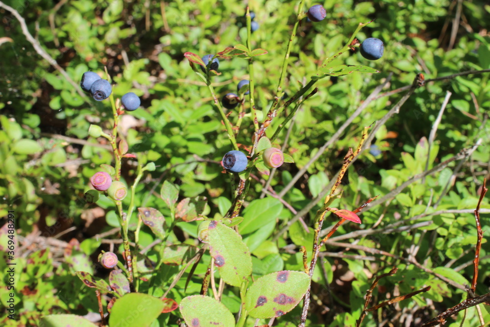 blueberry bushes with blueberry berries small blue in the forest close up