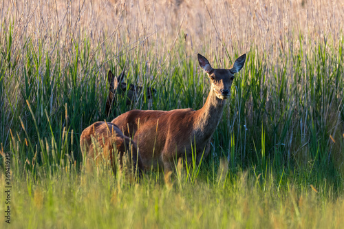 Fototapeta Naklejka Na Ścianę i Meble -  Jelenie cervus elaphus jedzą trawę na łące