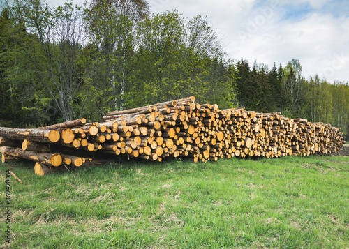 Timber from forest ready for transport.