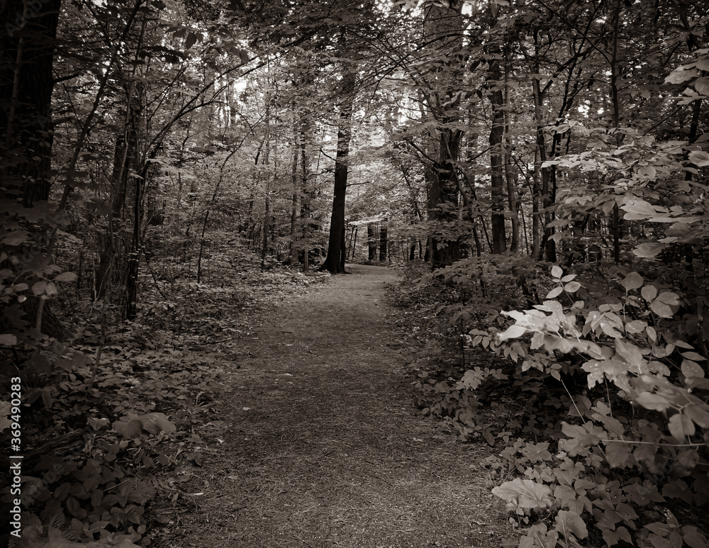 Fototapeta premium Sepia nature landscape photograph taken at Parrot's Bay Conservation area in Bath, Ontario Canada during a sunny summer day.