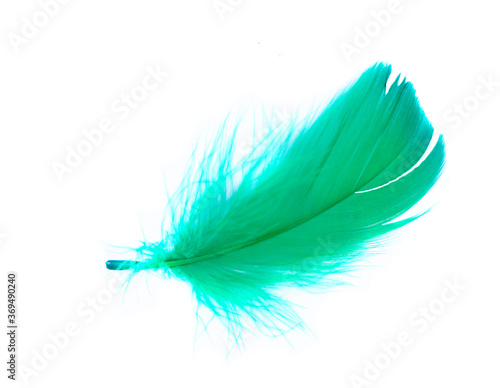 Feather ov er white