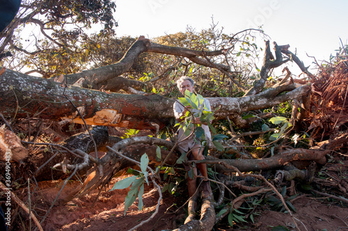 Fototapeta Naklejka Na Ścianę i Meble -  Biologist Environmentalist looking over the damage cause to an Avocado tree