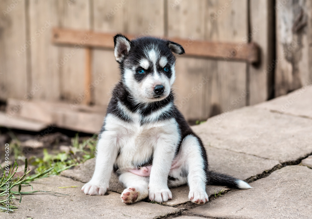 Husky puppy sitting in a funny pose Husky puppy sitting in a funny pose