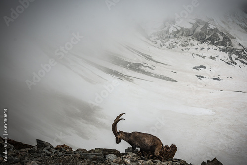 Climbing Mont Blanc, goat