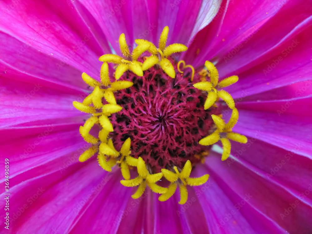Obraz premium A close up macro image of a zinnia flower with vibrant colors