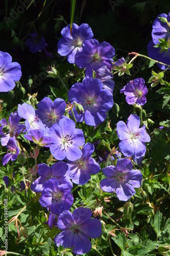 Blaue in der Mittagssonne leuchtende Sommerblumen