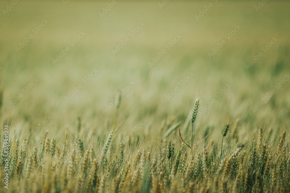 Obraz premium A agricultural field with beautiful wheat at sunny day.