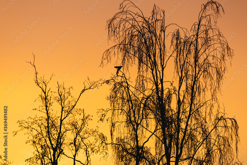Obraz premium A bird is just landing in a birch tree during sunrise a winter morning.