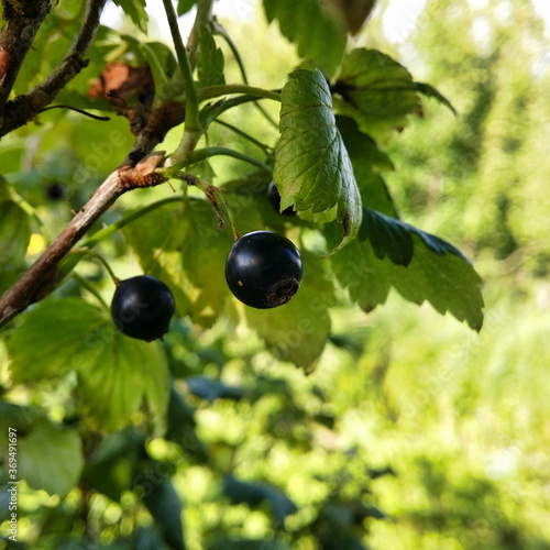Black currant berry on a branch against a background of green foliage on a sunny day.