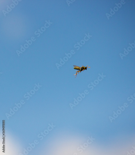 A flying wasp in the sunlight. Blue sky with clouds. Summer. Nature. Insects in the environment.