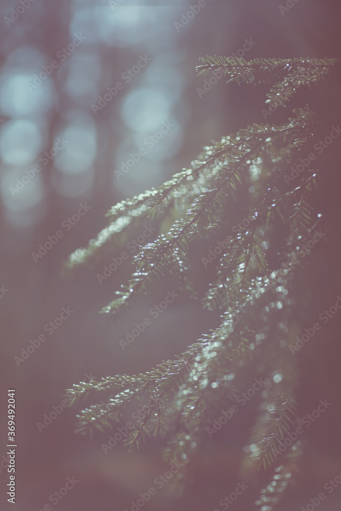 Obraz premium Sunlit spruce branches.