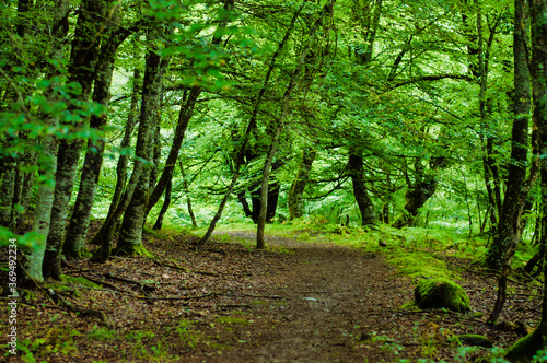 Forest Cantabria © Samuel