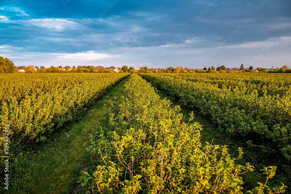 rows of currant bushes at sunset