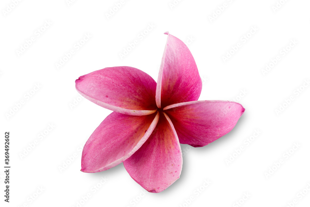 Pink flower (Frangipani,Plumeria) bloom isolated on white background. Pink flower (Frangipani,Plumeria) bloom isolated on white background.