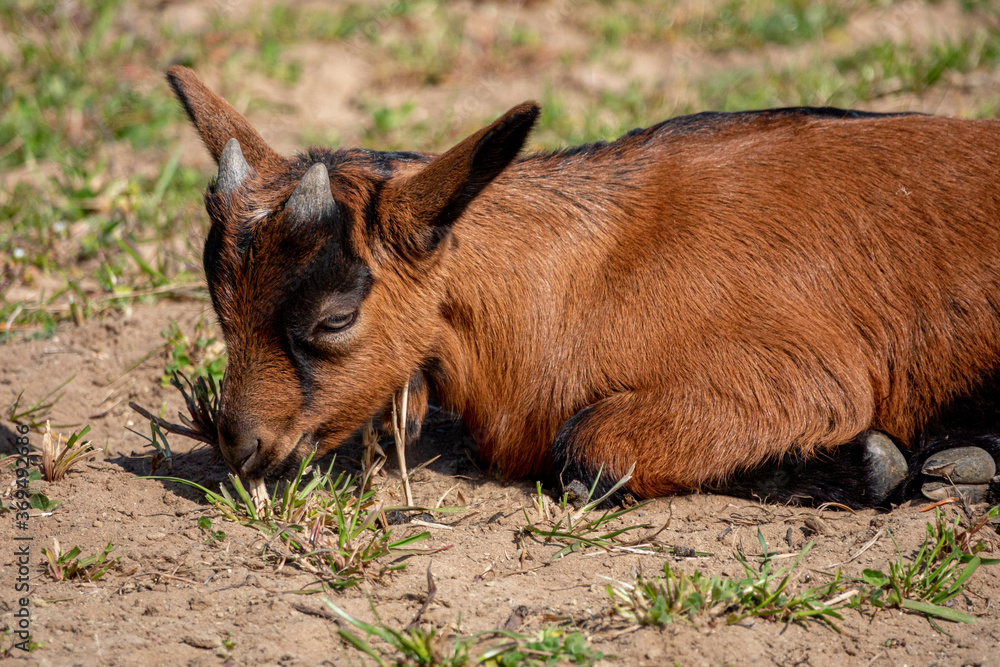 Young brown goat in grass field at spring