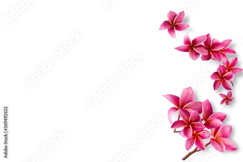Group of pink flowers  Frangipani Plumeria  bloom isolated on white background.
