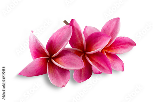 Group of pink flowers (Frangipani,Plumeria) bloom isolated on white background.