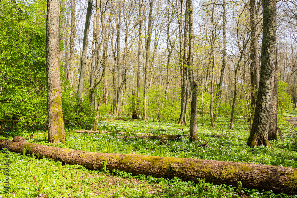 Naklejka premium View of the forest, fern and wood anemones blooming in spring, Ramsholmen island, Tammisaari, Finland