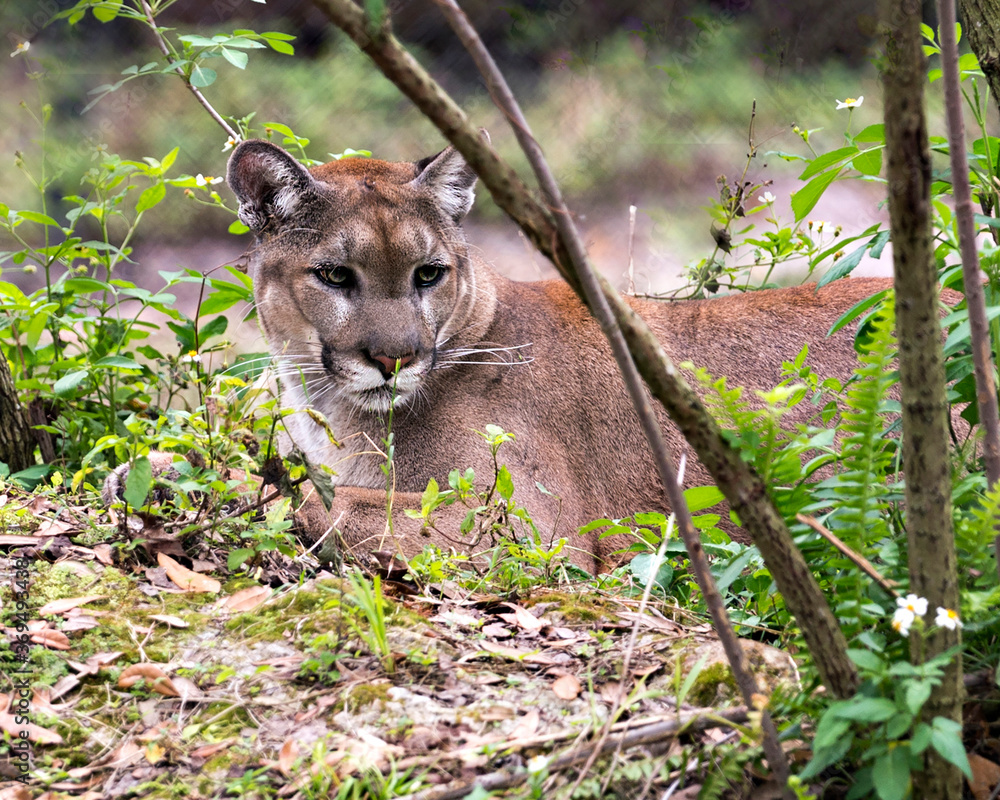 Naklejka premium Panther Animal Photo. Picture. Image. Portrait. Head close-up profile view. Foliage background.