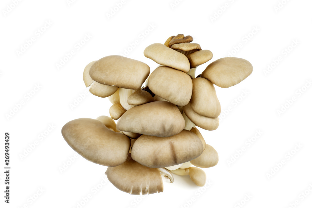 Cluster of fresh oyster mushrooms isolated on white background Cluster of fresh oyster mushrooms isolated on white background