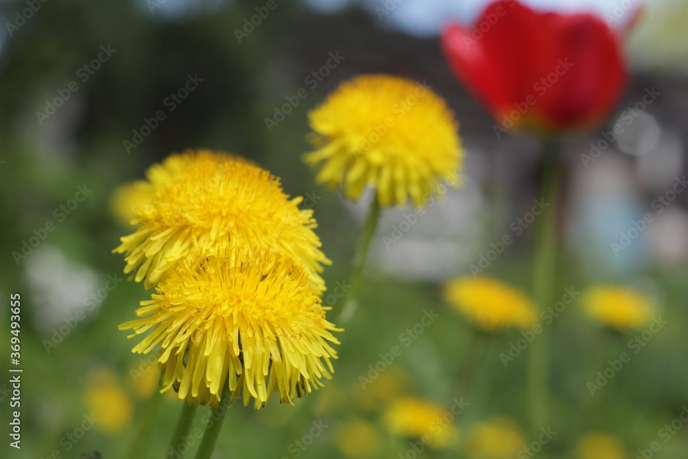 yellow dandelions in the grass yellow dandelions in the grass