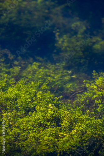 Aquatic plants in clear water at Krupajsko Vrelo (The Krupaj Springs) in Serbia, beautiful water spring with waterfalls and caves. Healing light blue water.