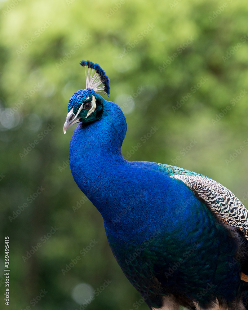 Peacock bird Stock Photos. Peacock bird close-up profile view. Peacock bird, the beautiful colorful bird. Peacock bird Stock Photos. Peacock bird close-up profile view. Peacock bird, the beautiful colorful bird.