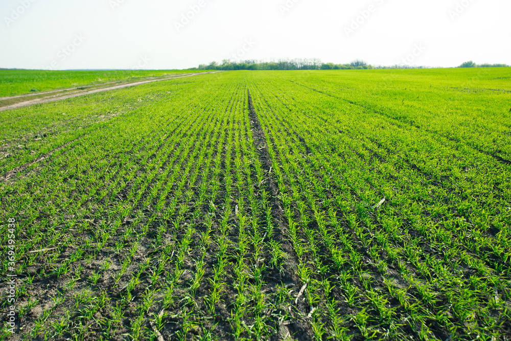Sprouts of grain crops began to sprout from ground. Young green sprouts line. Fertile agricultural land. Symmetrical lines of shoots of grain crops. field of young wheat, barley, rye.