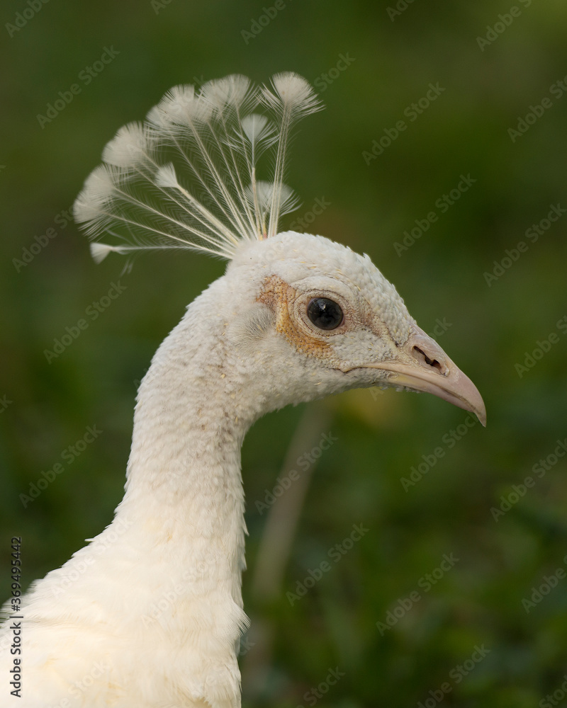 Peacock bird Stock Photos. Peacock bird head close-up profile view. Peacock white colour bird. Portrait. Image. Picture. Peacock bird Stock Photos. Peacock bird head close-up profile view. Peacock white colour bird. Portrait. Image. Picture.