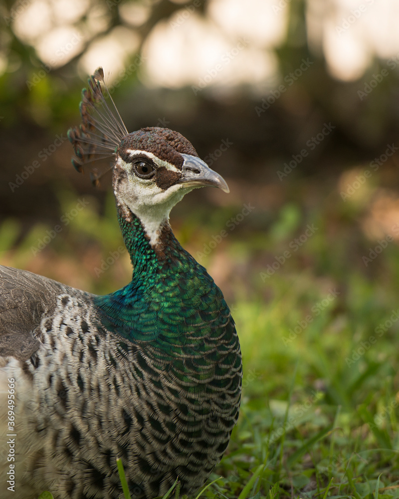 Peacock bird Stock Photos. Peacock bird close-up profile view. Peacock bird, the beautiful colorful bird. Head close-up. Image. Picture. Portrait Peacock bird Stock Photos. Peacock bird close-up profile view. Peacock bird, the beautiful colorful bird. Head close-up. Image. Picture. Portrait