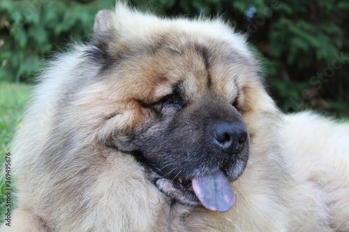 Chien à langue bleue, chow chow, allongé