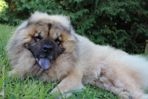 Chien à langue bleue. L'Eurasier.