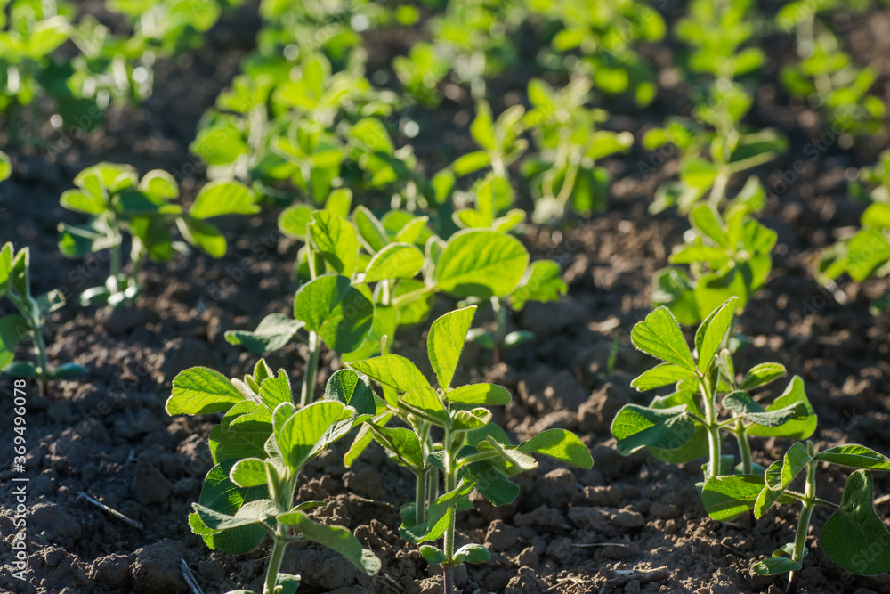 Glycine max, soybean, soya bean sprout growing soybeans on an industrial scale. Products for vegetarians. Agricultural soy plantation on sunny day. An untreated field with weeds. Glycine max, soybean, soya bean sprout growing soybeans on an industrial scale. Products for vegetarians. Agricultural soy plantation on sunny day. An untreated field with weeds.