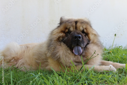Chien à langue bleue. L'Eurasier.