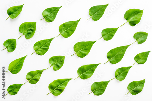 Lauout of green leaves - nature background. Top view