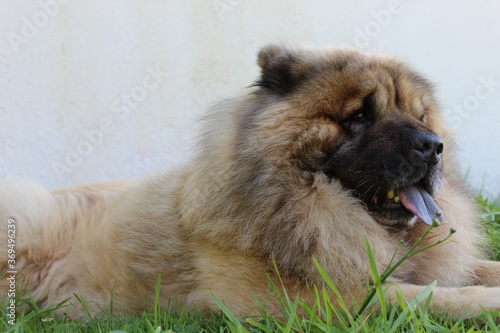 Chien à langue bleue, chow chow, allongé