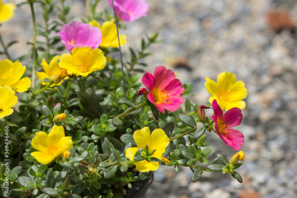 Fototapeta premium Common Purslane