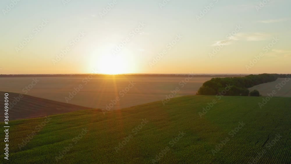 Flying over corn field during sunrise. Drone video recording Flying over corn field during sunrise. Drone video recording