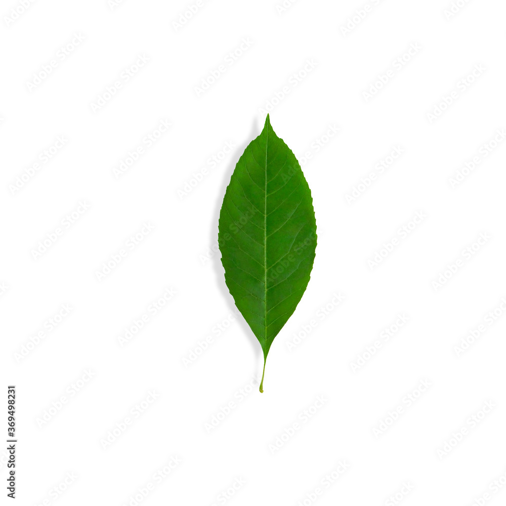 One juicy fresh green leaf isolated on white background. The concept of vegetation, freshness, youth, greenery. One juicy fresh green leaf isolated on white background. The concept of vegetation, freshness, youth, greenery.