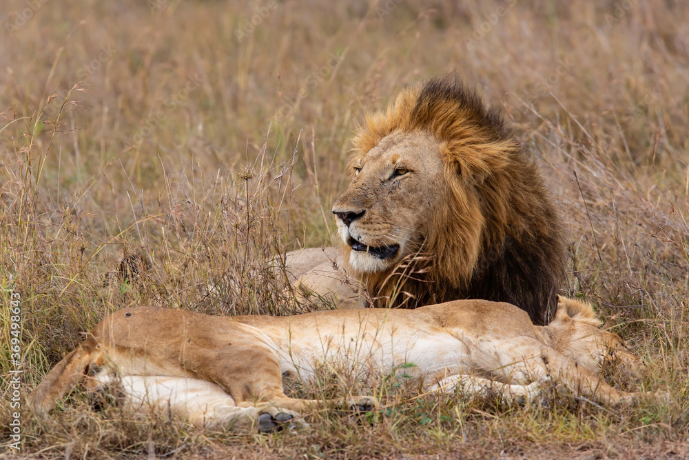 Lion mating couple spending several days together on the plains of the Msai Mara National Reserve in Kenya Lion mating couple spending several days together on the plains of the Msai Mara National Reserve in Kenya